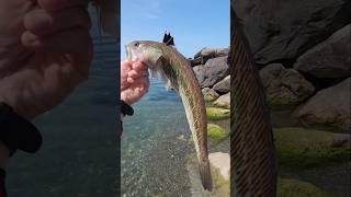 Смертельно ядовитая и опасная рыба чёрного моря, рыбалка в Сочи, рыбалка на чёрном море,не повторять