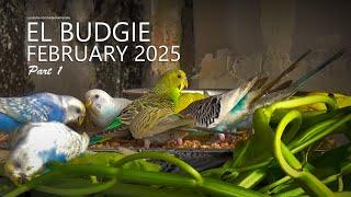 El Budgie: February 2025 - Some Eggs Have Hatched - Part 1