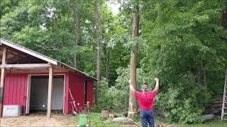 THE WOODSMAN_DROPPING  A TREE BY THE BARN