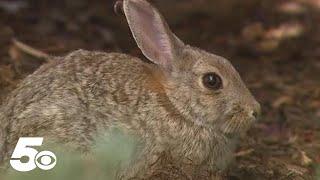 CDC: Rabbit fever increases by 56% in US