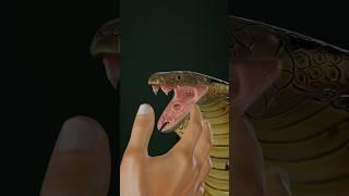 Catching King Cobra  #blenderanimation #blender3d