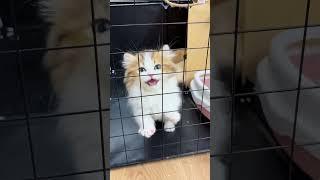 Drama cat.#funny #pets #cute #cat #catvideos #catlovers #fyp