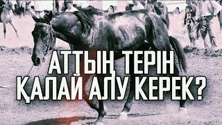 ТЕР АЛУ ТҮРЛЕРІ және ҚАРАЖАРЫС | Жылқы Жайлы