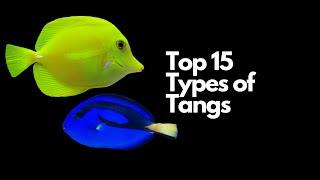 Top 15 Types of Tangs (and the BEST TANGS for Beginners)