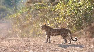 Leopard vs Baboons - South Luangwa National Park 2017