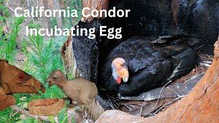 Rare Footage: Female California Condor Incubating Egg