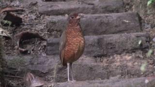 Giant Antpitta