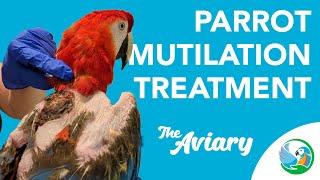 Parrot Mutilation: Riley’s Journey to Wellness | The Aviary Episode 5