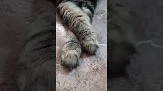 люблю отдых #барси #cat #шортс #отдых #юмор #видео #приколы #catlover #funny #cute #кот