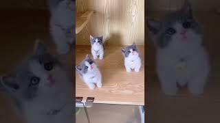 CUTE CATS INSTA TIK TOK \ милые котята коты кошки