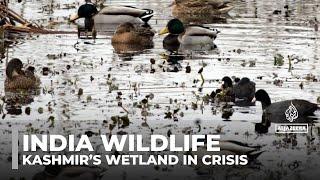 Kashmir’s wetland in crisis: Prolonged drought spells doom for bird sanctuary