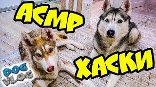 DOGVLOG: АСМР ЛОВИТЕ МУРАШКИ! РОЗЫГРЫШ РЮКЗАКА (Хаски Бандит) Говорящая собака