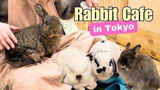 Rabbit Cafe Tokyo Japan | Japanese Bunny Cafe | Moff Rell