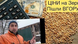 ЦІНИ на Зерно, ПОТРУЇВ СВИНЕЙ, як це БУЛО, Утримання Свиноматок, Сира соя для