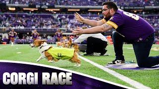 Corgi Race Gets Chaotic at Halftime | Minnesota Vikings