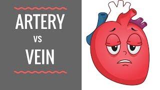 Arteries vs Veins ( Circulatory System )