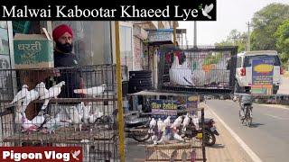 ਨਵੇਂ ਕਬੂਤਰ ਲਿਆਂਦੇ ਮਿੱਤਰੋ️|| New Pigeons Lai Aye Setup Te || Buy New Pigeons || #pigeon #kabootar