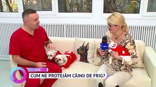 Cum ne protejăm câinii de frig?