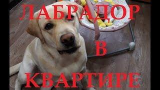 ЛАБРАДОР В КВАРТИРЕ. LABRADOR