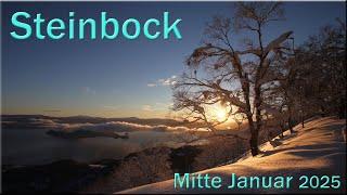  Steinbock - Mitte Januar 2025   -  Was ist nur mit uns geschehen?  -