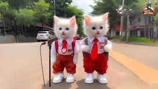 CAT SONG ANIMATED CAT POEM COLORFUL KITTENS KUCING COMEL | HALAL HEROES