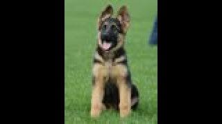 Puppy Training - Positive Method - 3 months old German Shepherd Dog / K9 Ambassador