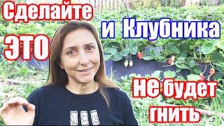 ГНИЛЬ на КЛУБНИКЕ?  Её не будет, если сделать это | ЛАЙФХАК для ОГОРОДА