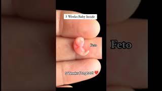 5 weeks baby inside | 5 Weeks baby size #babydevelopment #pregnancy