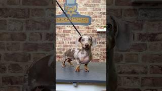 Doggy Daily Episode 432: Mustard the Dachshund   #dachshund #sausagedog #doggrooming #trend