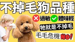 這10種狗狗都不掉毛，只養大型犬的不用看｜戴森吸塵器掃毛機器人CC