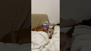 Ecco cosa succede se usi il filtro Anime sul tuo Cane  #shorts #divertente