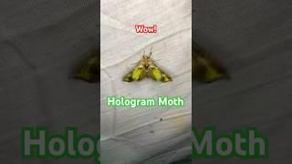 Amazing Hologram Moth appears to change color #nature #insects