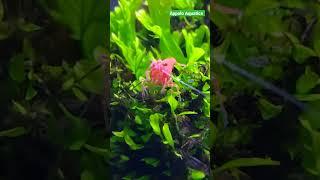 #shrimp #shrimps #shrimpkeeping #shrimptank #aquascaping #aquahobby #plantedtank  #cherryred