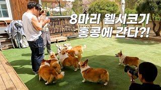 (ENG) 왕아빠, 우리 진짜 홍콩으로 가는 거야?!ㅣ8코기네 홍콩 진출, Viutv 촬영 비하인드