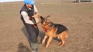 Aggression in dogs.АГРЕССИЯ У СОБАК.Немецкая овчарка.German Shepherd. Odessa.