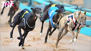 Greyhound racing Ireland  - Dog race