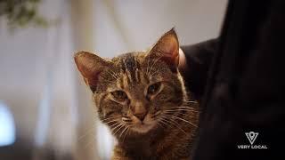 Cuddle Up With Cats While You Caffeinate | Very Local