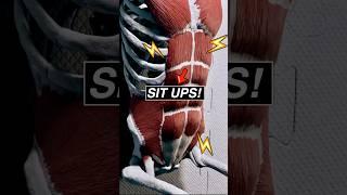 3D Animation of SIT-UPS! #anatomy #muscle #3d #3danimation #medical #medicalstudent