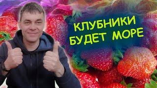 ПОДКОРМКА КЛУБНИКИ ВЕСНОЙ ДЛЯ БОЛЬШОГО УРОЖАЯ Как выращивать клубнику.