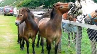 Funny Wild Ponies Meet Domestic Horses