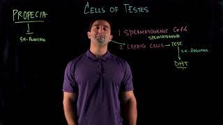 Three Types of Cells Found in the Testes