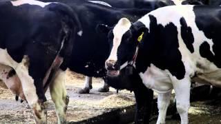 A Day on the Farm - Bedding the Cows