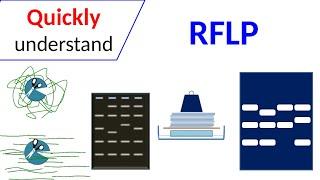 RFLP | Restriction Fragment Length Polymorphism