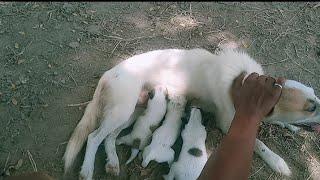 Mama Dog Who Lost Her Puppies WasHeartbroken Until She Got Kittens TheDodo