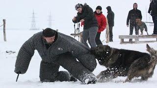 Caucasian Shepherd Ataman - Megawarrior