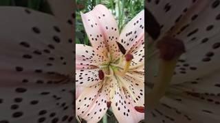 Tiger Lily - Pink