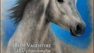 Part 1 of 2: Equine Color Genetics Exposed: Separating Fact from Fiction on the Gray Gene