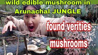 Searching EDIBLE junglee mushroom