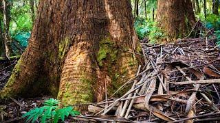 Tarra Bulga National Park landscape photography