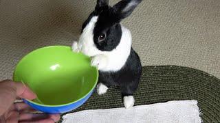 Giving a hungry rabbit an empty bowl